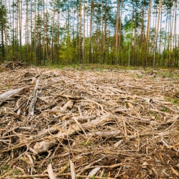 Estudo de Impacto Ambiental (EIA) e Relatório de Impacto Ambiental (RIMA) em Forquilhinha