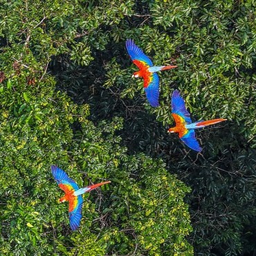 Monitoramento Ambiental da Fauna em Forquilhinha