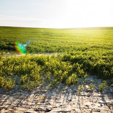 Elaboração e Execução de Projeto de Restauração Ambiental em Forquilhinha