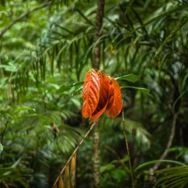 Monitoramento Ambiental da Flora em Forquilhinha