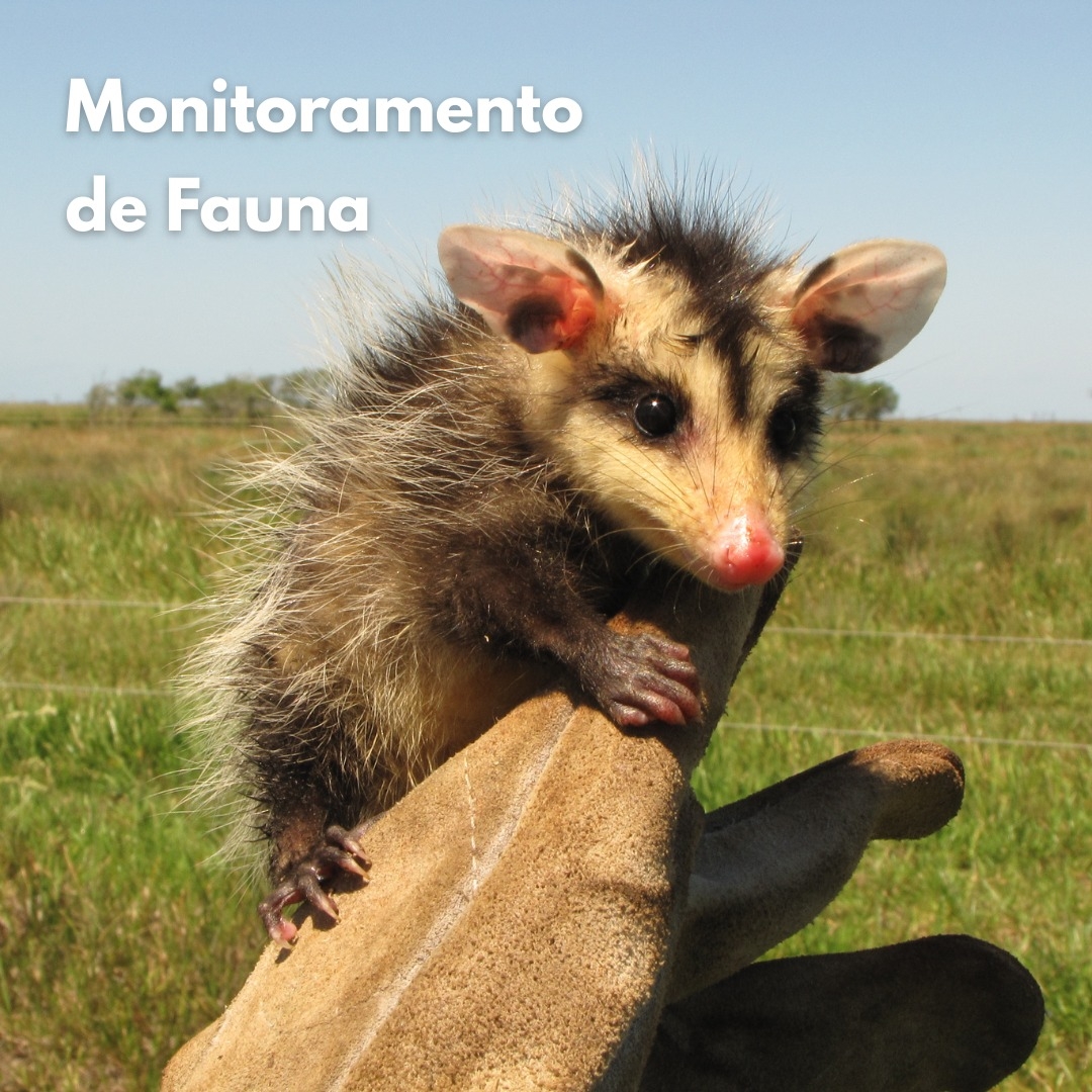 Monitoramento de Fauna: Compromisso com a Conservação da Biodiversidade